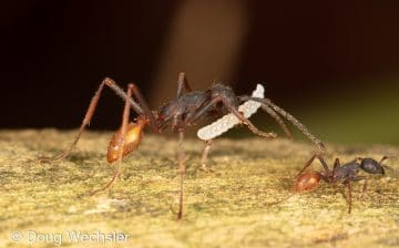 Army ant carrying larvae