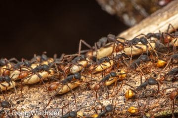 Army Ant Raid Movement