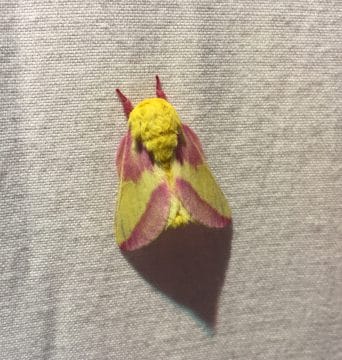 rosy Maple moth 