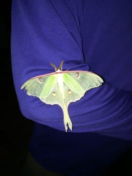Luna moth 