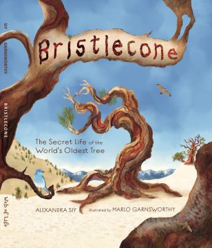 Bristlecone book 