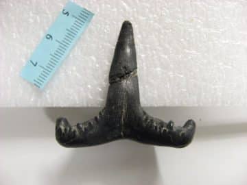 Cladodus shark tooth