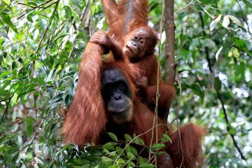 Orangutan and its baby
