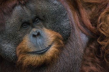 An orangutan 