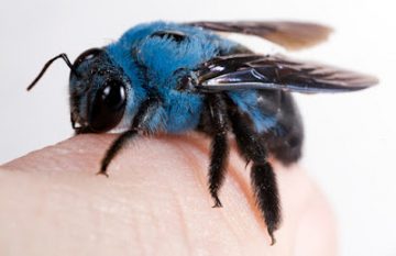 Blue bee